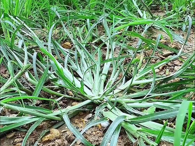 牛筋草药