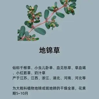 使用指南
描述: 文章为大家推荐了地锦草、马齿苋、槐花等能有效治疗痔疮的草药，并介绍了使用方法，同时提醒使用草药治疗痔疮的注意事项，助读者摆脱痔疮困扰。