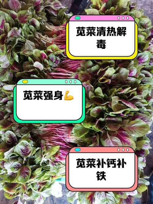 坐浴
描述: 本文介绍了苋菜的营养价值及多种用苋菜治疗痔疮的民间偏方，如煮水坐浴、熬粥、榨汁涂抹等，同时提醒使用偏方的注意事项，助力受痔疮困扰者找到应对之法。